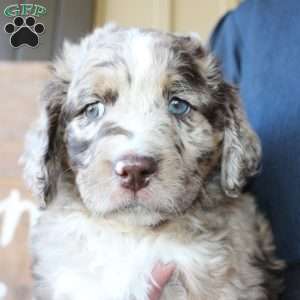 Kody, Mini Labradoodle Puppy