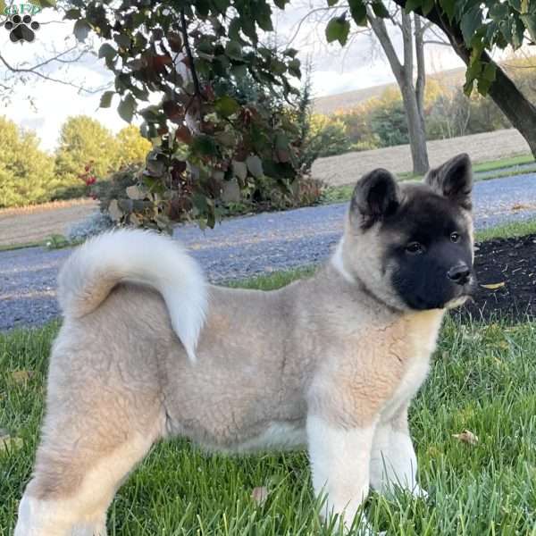 Clover, Akita Puppy