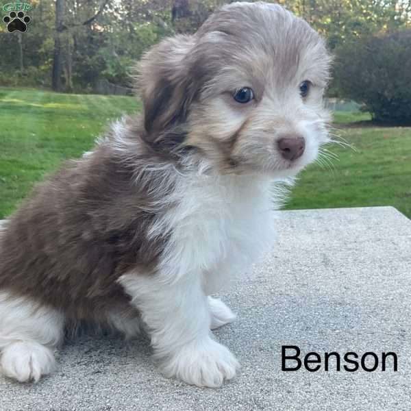 Benson, Havanese Puppy