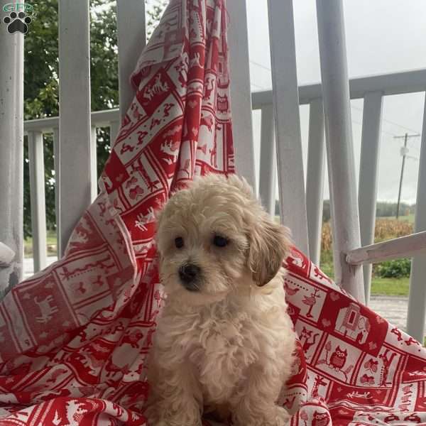 Snickers, Bichon Mix Puppy