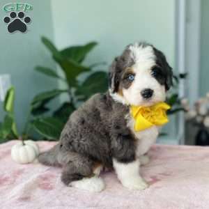 Jewel, Bernedoodle Puppy