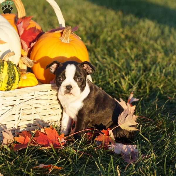 Madison, Boston Terrier Puppy