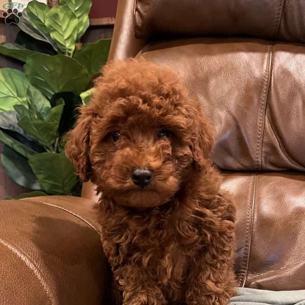 Hollywood, Toy Poodle Puppy