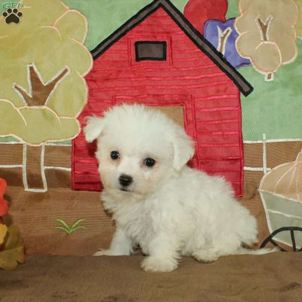 Wilma, Bichon Frise Puppy