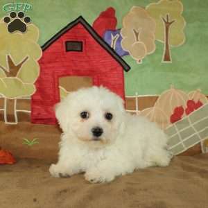 Winnie, Bichon Frise Puppy