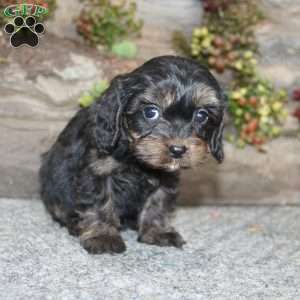 Charleen, Cavapoo Puppy