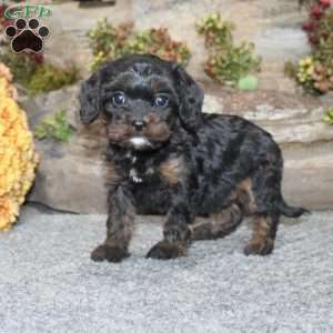 Calvin, Cavapoo Puppy