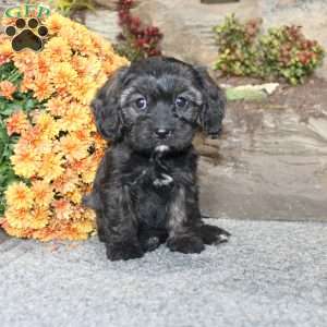 Cathy, Cavapoo Puppy