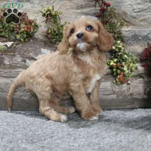 Crystal, Cavapoo Puppy