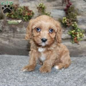 Cindy, Cavapoo Puppy