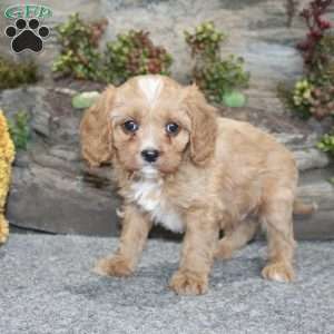 Cody, Cavapoo Puppy