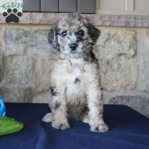 Sadie, Mini Labradoodle Puppy