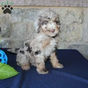 Seth, Mini Labradoodle Puppy