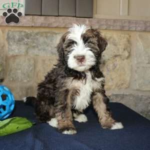 Scotty, Mini Labradoodle Puppy