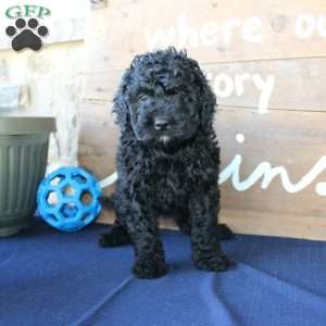 Kathy, Mini Labradoodle Puppy