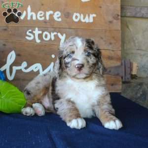 Kody, Mini Labradoodle Puppy