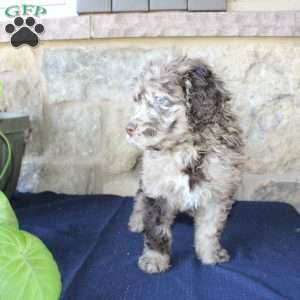 Kelly, Mini Labradoodle Puppy