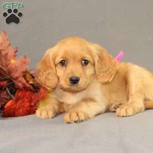 Sage, Miniature Golden Retriever Puppy