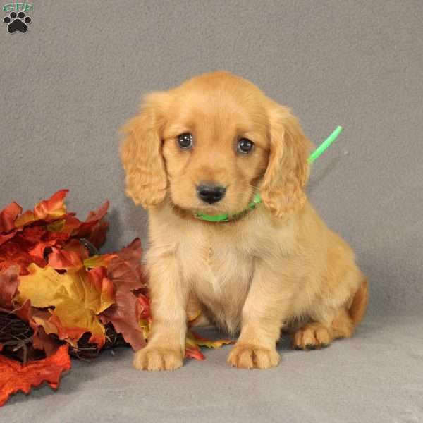 Shirley, Miniature Golden Retriever Puppy