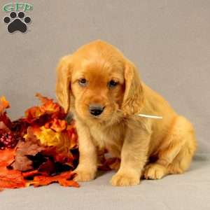 Sonya, Miniature Golden Retriever Puppy