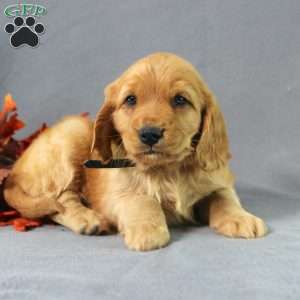 Shane, Miniature Golden Retriever Puppy