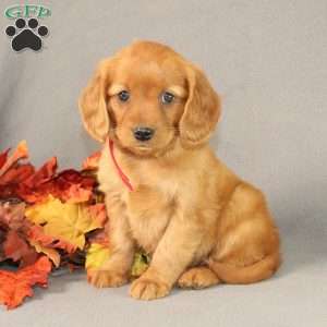 Sasha, Miniature Golden Retriever Puppy