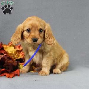 Snoopy, Miniature Golden Retriever Puppy