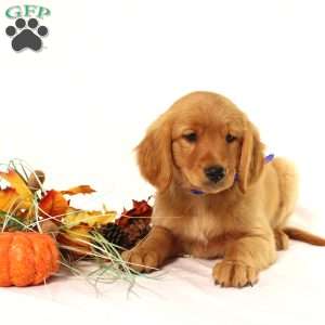 Alex, Miniature Golden Retriever Puppy