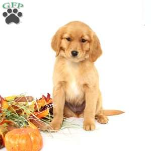 Applebud, Miniature Golden Retriever Puppy