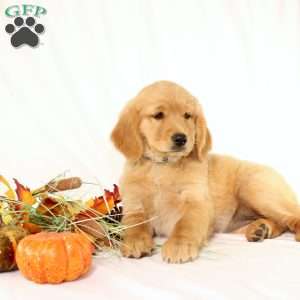 Avery, Miniature Golden Retriever Puppy