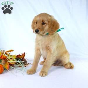 Albert, Miniature Golden Retriever Puppy