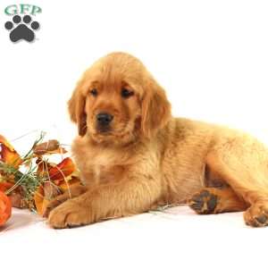 Asher, Miniature Golden Retriever Puppy