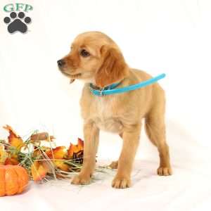 Annie, Miniature Golden Retriever Puppy