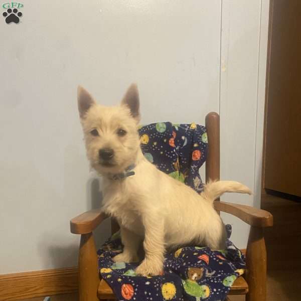 Tanner, West Highland Terrier Puppy