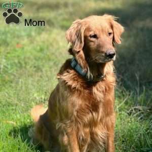 Foxy, Golden Retriever Puppy