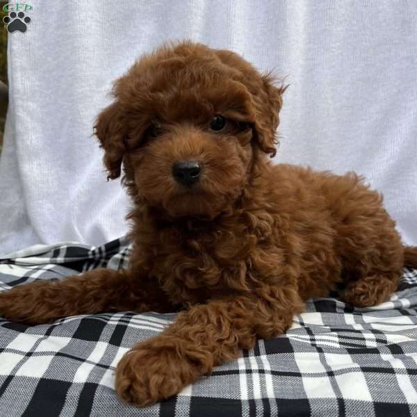 Harley, Toy Poodle Puppy