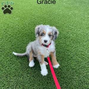 Gracie, Mini Bernedoodle Puppy