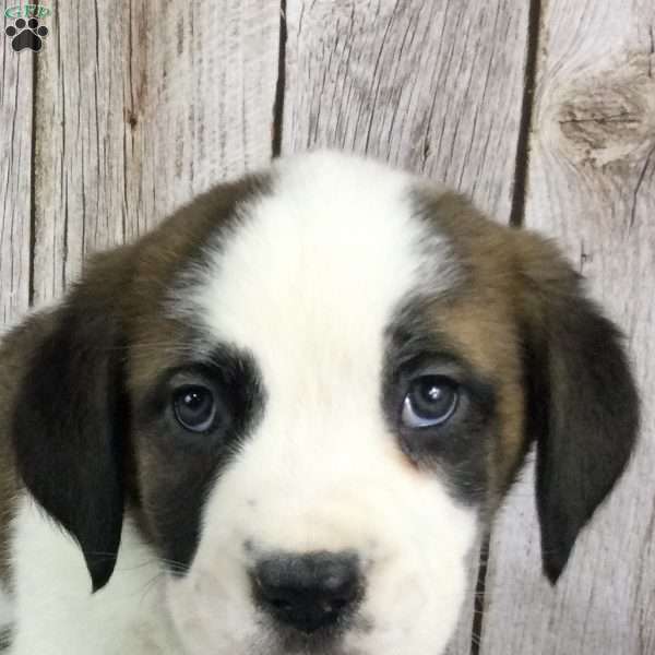 Bailey, Saint Bernard Puppy