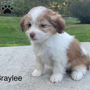 Braylee, Havanese Puppy