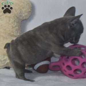 Annabell, French Bulldog Puppy