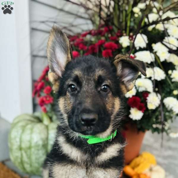 Hardy, German Shepherd Puppy