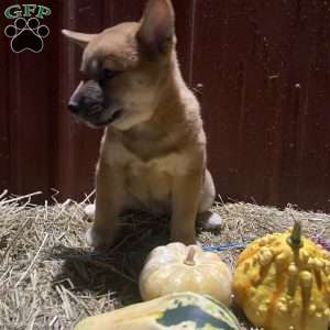 Pumpkin, Shiba Inu Mix Puppy