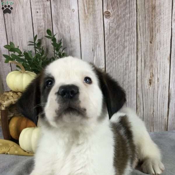 Leo, Saint Bernard Puppy