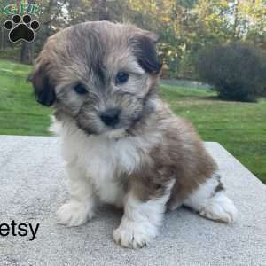 Betsy, Havanese Puppy