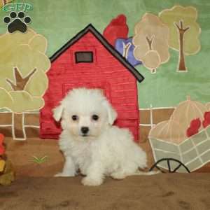 Wilma, Bichon Frise Puppy