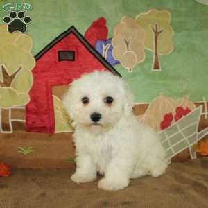 Winnie, Bichon Frise Puppy