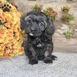 Cathy, Cavapoo Puppy