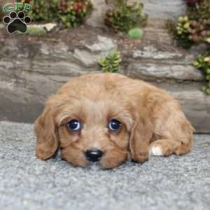 Cindy, Cavapoo Puppy