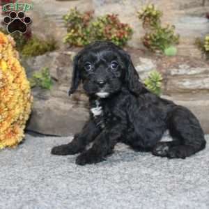 Colton, Cavapoo Puppy