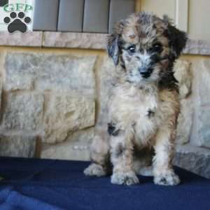 Sadie, Mini Labradoodle Puppy